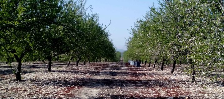 Almendrera del Sur promueve un crecimiento ordenado del cultivo en Andalucía