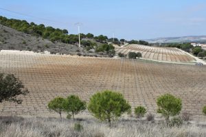 El viñedo se plantó a finales de los años noventa, con una orientación norte-sur para reducir las prolongadas insolaciones del periodo estival.