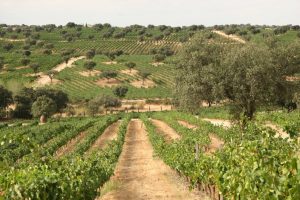 La edad de las plantaciones tienen entre 6 y 22 años y es fundamental para la calidad del vino.