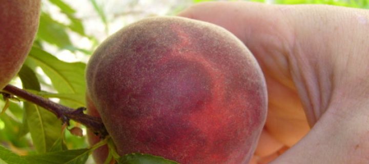Cómo detectar y erradicar las enfermedades de cuarentena en frutales de hueso