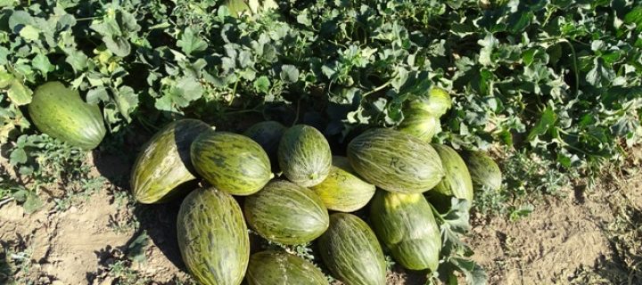 Mayor producción y mejor calidad del melón