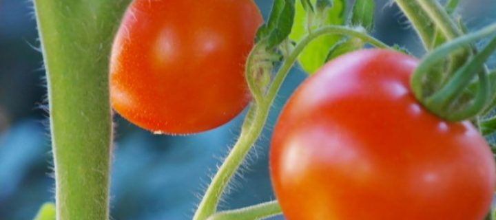 Mayor eficacia de los bioestimulantes en tomate
