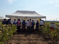 Syngenta muestra en Valladolid el potencial productivo de su catálogo de girasol