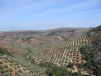 La cooperación como estrategia empresarial para aumentar la rentabilidad del olivar tradicional