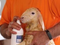 Un innovador producto lácteo hecho con leche de ovejas alimentadas con chía
