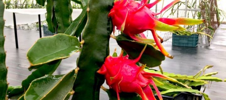 La pitaya dispara su productividad en el invernadero almeriense