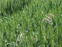 Influencia de la fecha de siembra y la dosis de abono sobre las malas hierbas en trigo
