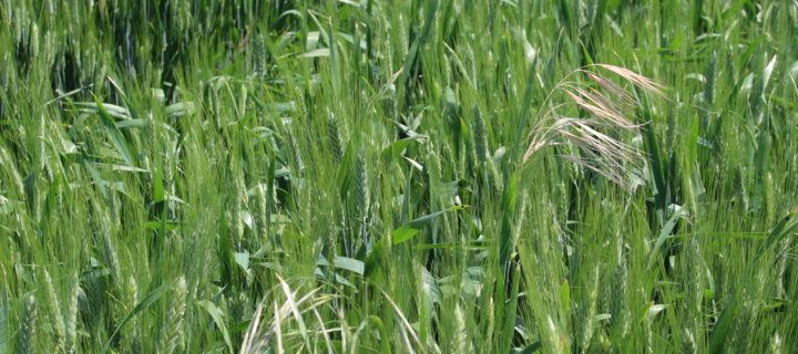 Influencia de la fecha de siembra y la dosis de abono sobre las malas hierbas en trigo
