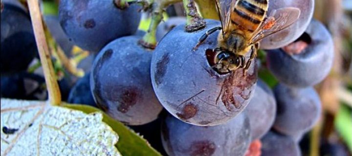 Investigan el polen para mejorar la producción de vinos