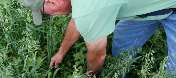La teledetección, la mejor opción para el desarrollo de la alfalfa aragonesa