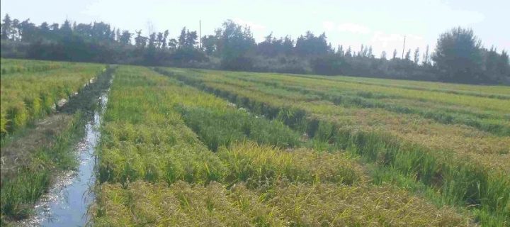 El proyecto Neurice concluye con el registro de seis variedades de arroz tolerantes a la salinidad