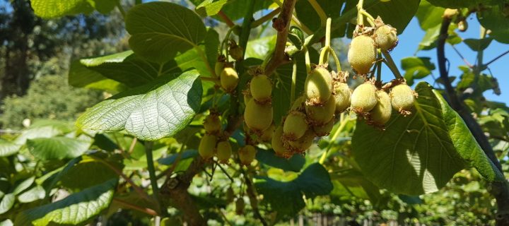 Fruit Growing Quality apuesta por la nuevas variedades de kiwi rojo y amarillo