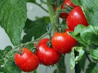 Nuevo gen para mejorar el tamaño del tomate