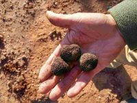 Mejoras en el cultivo de la trufa negra en España