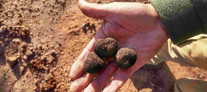 Mejoras en el cultivo de la trufa negra en España