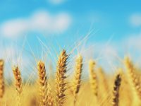 Identifican genes de referencia útiles para la mejora genética del trigo
