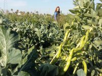 El cultivo asociado de brócoli y habas reduce el uso de fertilizante hasta un 30%