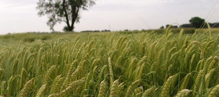 Las variedades de trigo duro de zonas secas y húmedas de la cuenca mediterránea hacen un uso diferente del agua