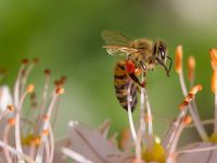 Nuevo sistema de biomonitorización de la contaminación ambiental con abejas melíferas