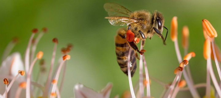 Nuevo sistema de biomonitorización de la contaminación ambiental con abejas melíferas