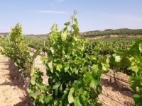 Efectos de la sequía y las altas temperaturas en la respuesta ecofisiológica del viñedo