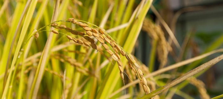 Las variedades de trigo españolas, claves en la mejora del cultivo