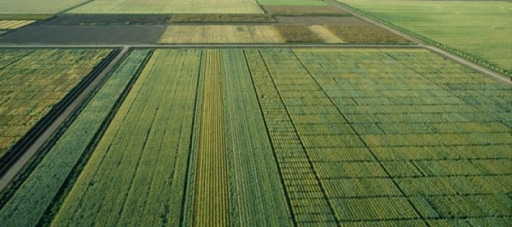 Identifican las variedades mejoradas de trigo más resistentes al calor