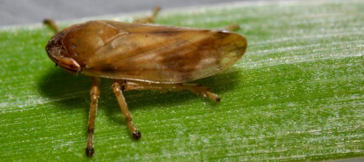 Los insectos propagadores de la Xylella fastidiosa recorren distancias mayores de lo que se pensaba