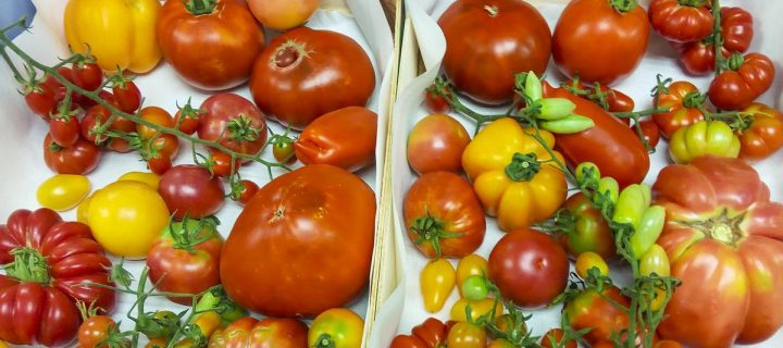 El CSIC busca desarrollar tomates más resistentes y con más sabor