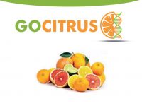 Gocitrus identificará a un 25% de las variedades de mandarinas