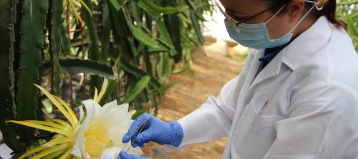 Estudian nuevas variedades de pitahaya cultivadas bajo invernadero