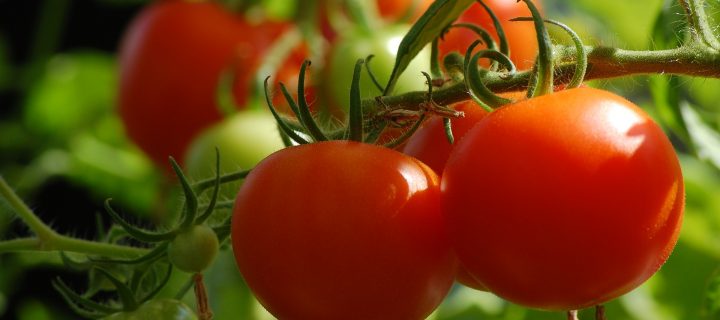 Investigan para desarrollar tomates más resistentes y de mejor calidad