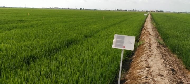 Estrategias para la optimización de la fertilización orgánica del cultivo del arroz