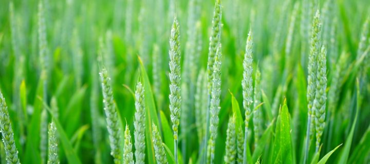 Un equipo de la Universidad de California identifica el gen que aumenta el rendimiento del trigo
