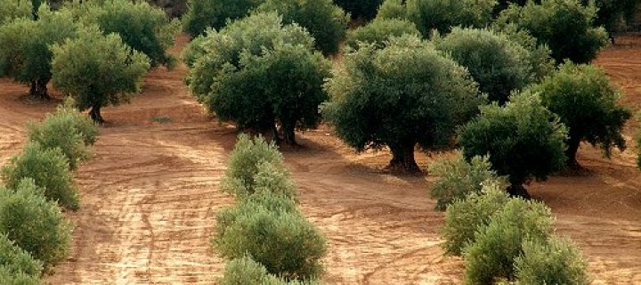 GEN4OLIVE acelerará el aprovechamiento de los recursos genéticos del olivo