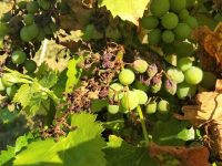 Investigan cómo reducir el impacto negativo de los fitosanitarios en olivar y viña