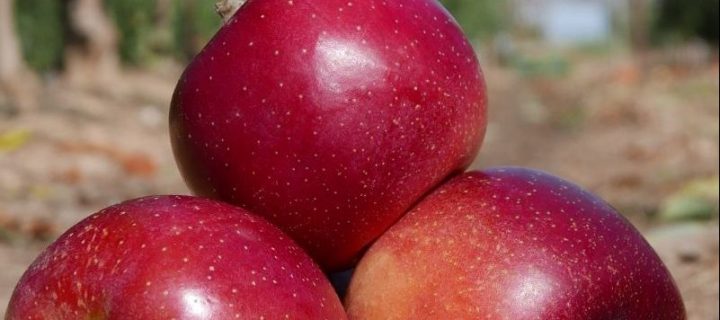 La primera manzana adaptada al cambio climático se plantará en 2021 en Cataluña