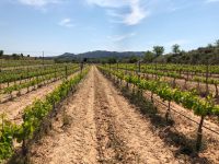 Globalviti finaliza con avances significativos en la mejora de la producción vitivinícola frente al cambio climático