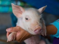 La mejora genética como estrategia para la reducción del uso de antibióticos en porcino