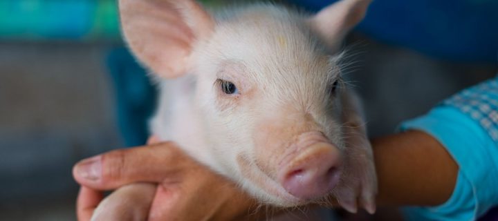 La mejora genética como estrategia para la reducción del uso de antibióticos en porcino