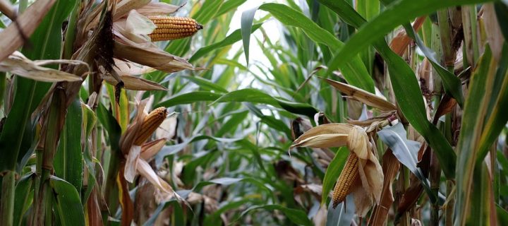 Principales problemas del maíz que afectan a los agricultores del sur de Europa