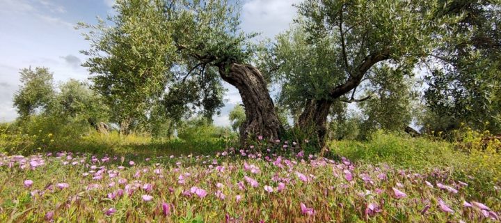 Olivares vivos, un modelo de olivicultura para conciliar agricultura y biodiversidad