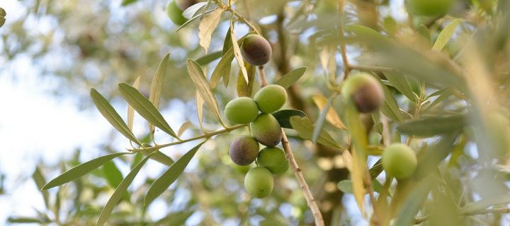 Investigan nuevos bioestimulantes y nuevas tecnologías para aumentar la resistencia del olivo