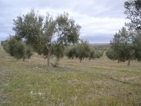 El suelo del olivar, un gran aliado frente al cambio climático