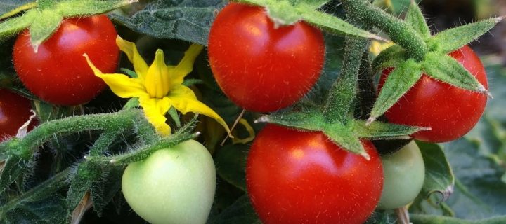 Descubren un nuevo mecanismo para controlar la maduración del tomate