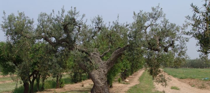 Identifican trece nuevas variedades locales de olivo en Lleida