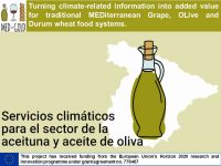 Muestran cómo el olivar puede afrontar el calentamiento global con predicciones climáticas