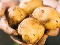 Agricultores de Castilla y León apuestan por integrar prácticas de agricultura regenerativa en sus cultivos de patata