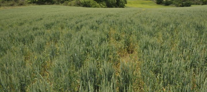 Consideraciones fitosanitarias en cereales de invierno en Castilla y León