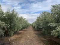 Hacia el control biológico de las enfermedades aéreas del olivar